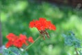 Geraniums