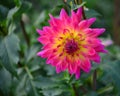 Detail blooming dahlias, Lower Austria, Austria