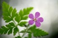 Detail of Blooming Geranium