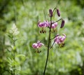Picture of lilium martagon Royalty Free Stock Photo