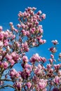 Detail of blooming magnolia tree in spring Royalty Free Stock Photo
