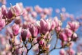 Detail of blooming magnolia tree in spring Royalty Free Stock Photo