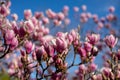 Detail of blooming magnolia tree in spring Royalty Free Stock Photo