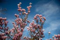 Detail of blooming magnolia tree in spring Royalty Free Stock Photo