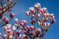 Detail of blooming magnolia tree in spring Royalty Free Stock Photo