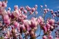 Detail of blooming magnolia tree in spring Royalty Free Stock Photo
