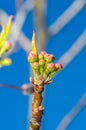 Detail of blooming Pyrus calleryana Chanticleer Royalty Free Stock Photo