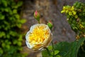 Detail of blooming roses