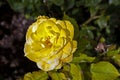 Detail of blooming roses