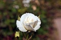 Detail of blooming roses
