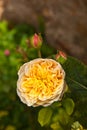 Detail of blooming roses