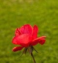 Detail of blooming roses