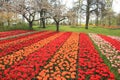 Detail, blooming tulips and trees with blossom in flower garden Keukenhof in spring. Royalty Free Stock Photo