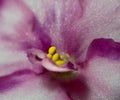 Detail of blooming white-violet flower African violet.