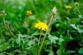 Detail of blooming yellow dandelions on grass at sunrise. Spring green meadow with dandelions. Spring flower