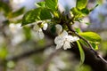 Detail of blossom cherry tree