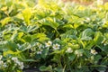 Detail on a blossoms of Flowering plants of strawberries in a vegetable bed of Garden Royalty Free Stock Photo