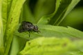 Detail of a blowfly sitting on a leaf against a green background
