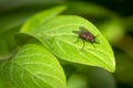 Blowfly sitting on a leaf against a dark green background