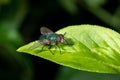 Detail of a blowfly sitting on a leaf against a green background