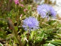 Detail of a blue alpine flower Royalty Free Stock Photo