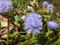 Detail of a blue alpine flower Royalty Free Stock Photo