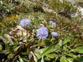 Detail of a blue alpine flower Royalty Free Stock Photo