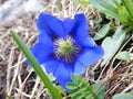 Detail of a blue alpine flower Royalty Free Stock Photo