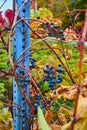 Detail of blue berries growing on vines along metal pole Royalty Free Stock Photo