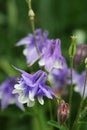 Detail of blue columbine flower and bud