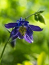 Blue columbine in the spring garden