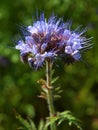 Detail of blue flower Purple Tansy in field in countryside in hot summer day. Green blue purple flowers in blossom