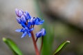 Detail of blue flower of the Scilla Bifolia plant
