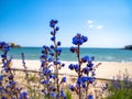 Detail of blue flowers in foreground with beach and Black Sea in background