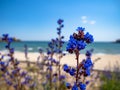 Detail of blue flowers in foreground with beach and Black Sea in background