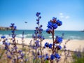 Detail of blue flowers in foreground with beach and Black Sea in background