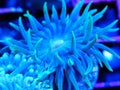 Detail of Blue Green Duncan Coral Polyp Royalty Free Stock Photo