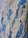 Detail of Blue Gum Eucalyptus Bark, Australia