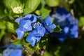 Detail of blue Hydrangea Macrophylla Hortensia Blaumeise flower in a garden with bokeh