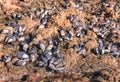 Blue mussels living on rocky beach at low tide Royalty Free Stock Photo