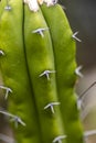 Detail of the Blue Myrtle Cactus