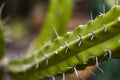 Detail of the Blue Myrtle Cactus