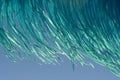 Blue ostrich feathers Royalty Free Stock Photo