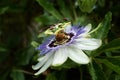 Detail of a Blue Passiebloem flower Royalty Free Stock Photo