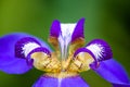 Detail of blue purple Walking Iris Neomarica caerulea flower macro isolated on green bokeh background out of focus. Royalty Free Stock Photo