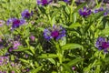 Detail of cornflower Centaurea triumfettii Royalty Free Stock Photo