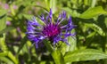 Detail of cornflower Centaurea triumfettii Royalty Free Stock Photo