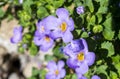 Detail of the blue-yellow flower of the plant Chaenostoma cordatum Royalty Free Stock Photo