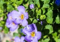 Detail of the blue-yellow flower of the plant Chaenostoma cordatum Royalty Free Stock Photo