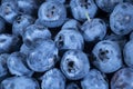 Detail of Blueberries. Macro trucking shot. Top view. Bog bilberry, bog blueberry, northern bilberry or western blueberry